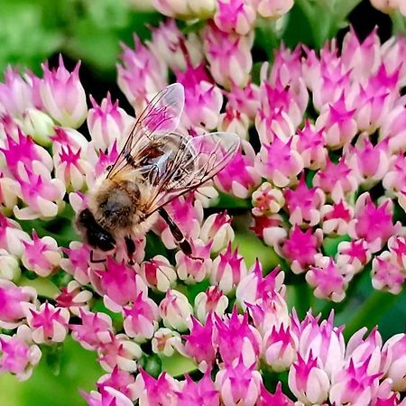 Fewo "Am Bienenstock" In Dallgow-Doberitz Zewnętrze zdjęcie