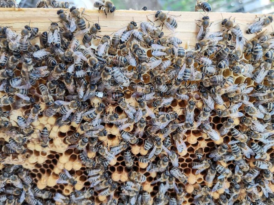 Fewo "Am Bienenstock" In Dallgow-Doberitz Zewnętrze zdjęcie