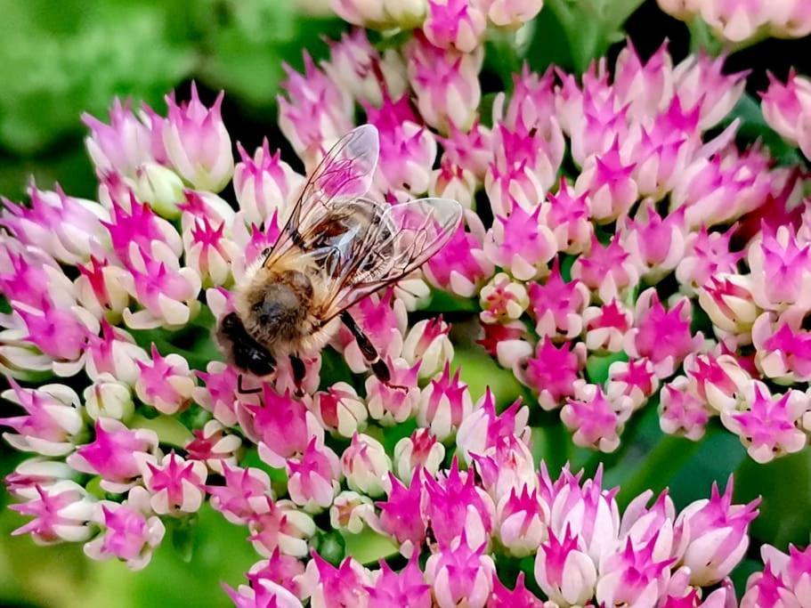 Fewo "Am Bienenstock" In Dallgow-Doberitz Zewnętrze zdjęcie