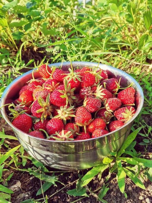 Fewo "Am Bienenstock" In Dallgow-Doberitz Zewnętrze zdjęcie